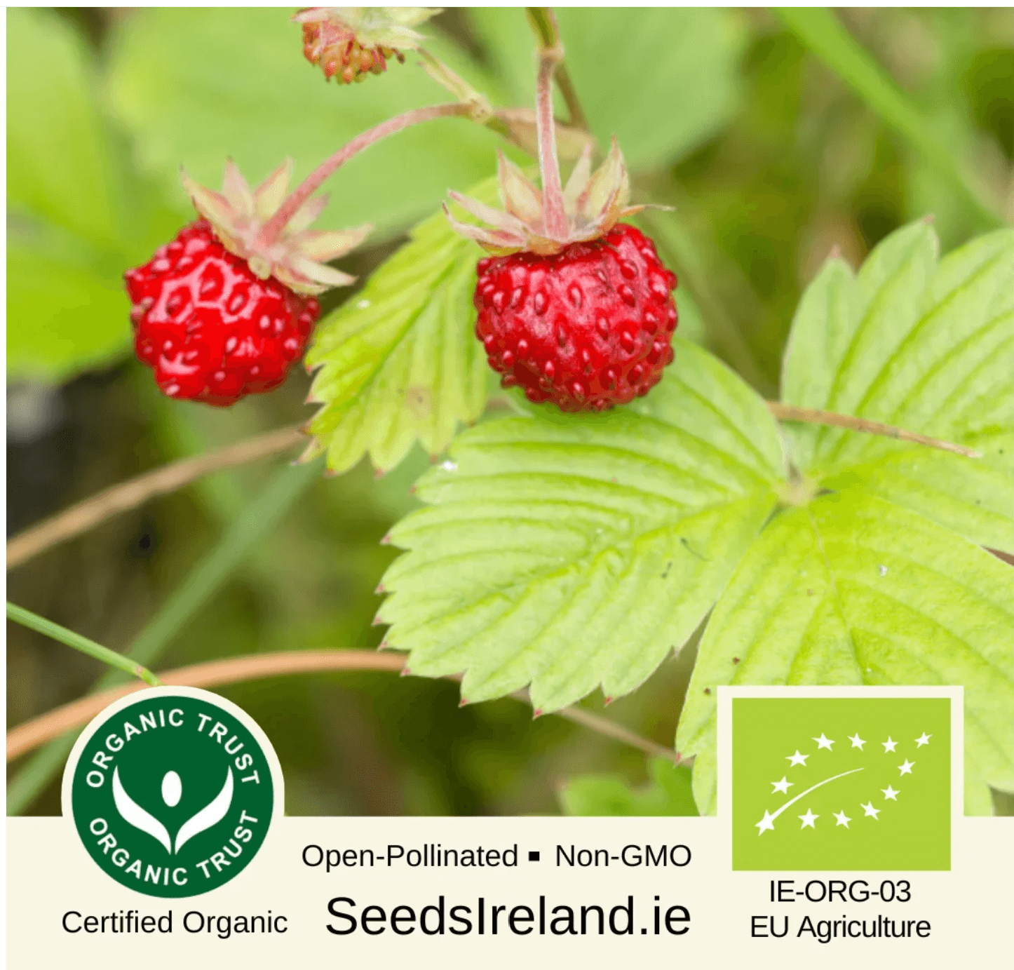 20 Organic Wild Strawberry Seeds